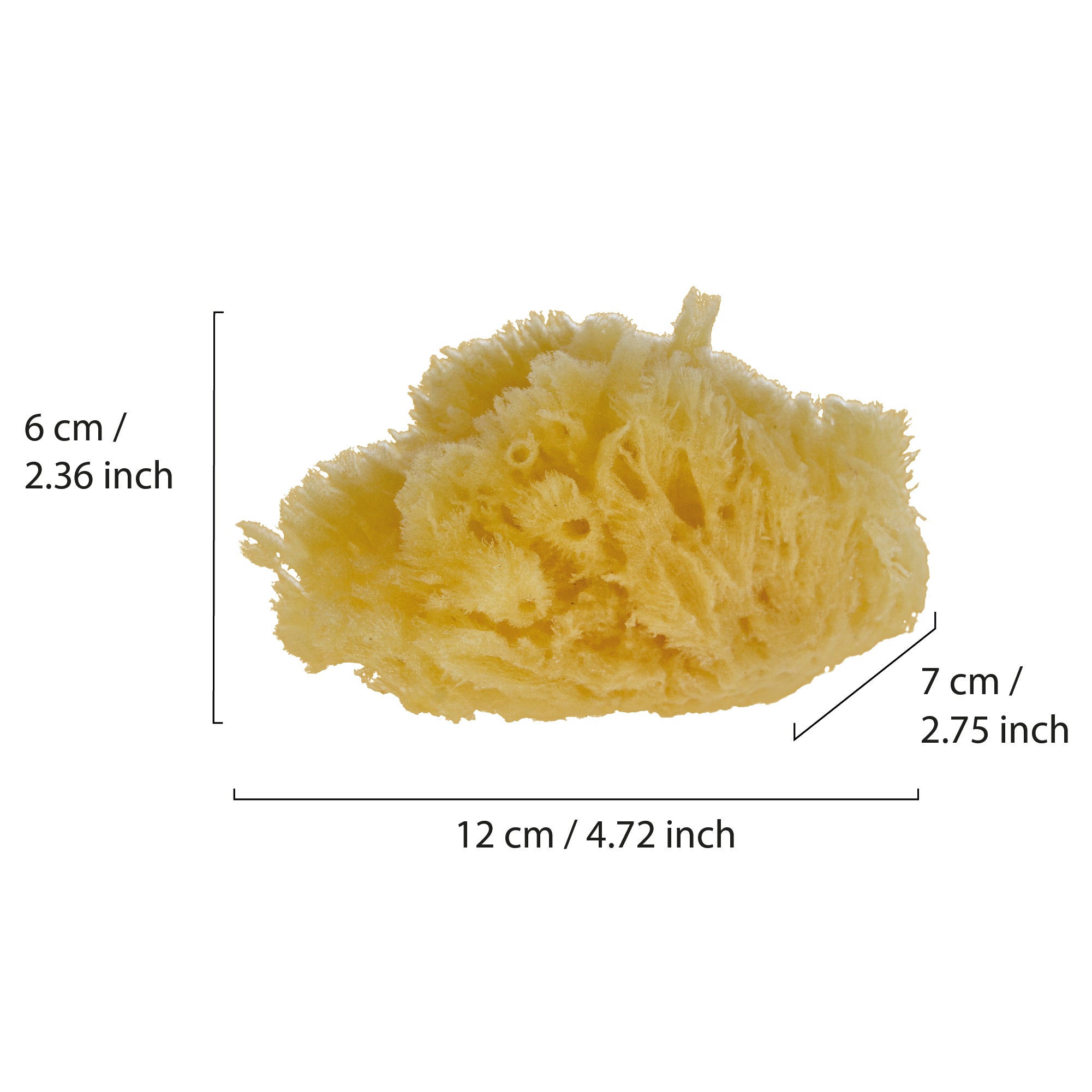 Natural Sea Sponge