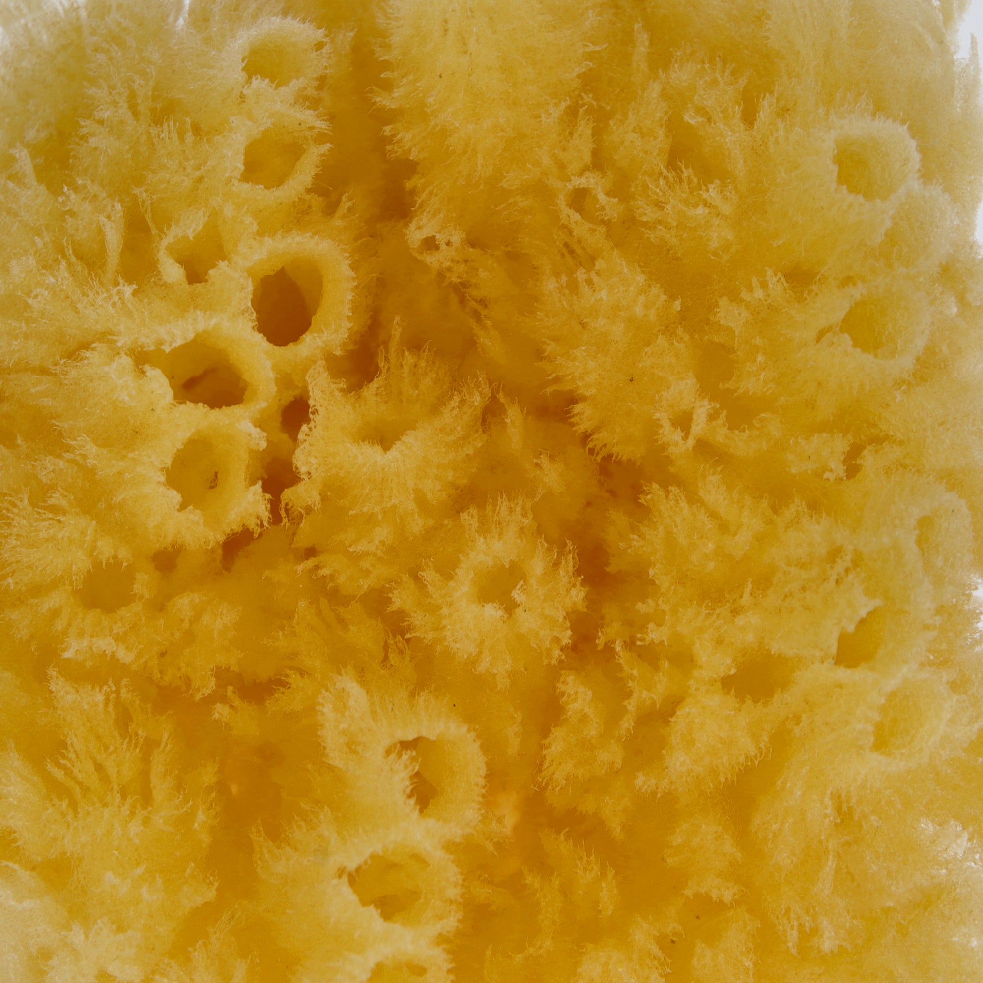 Natural Sea Sponge